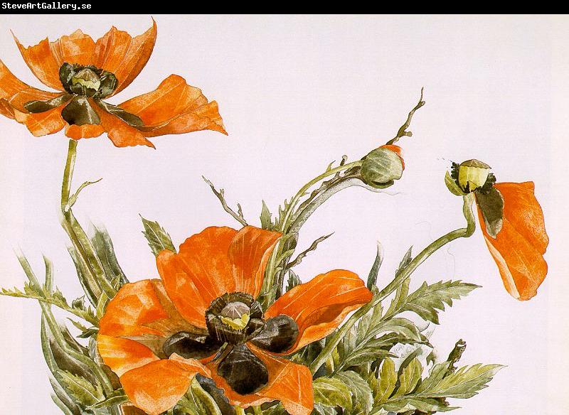 Demuth, Charles Poppies